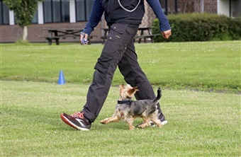 Lydighed: Vejen til det ultimative makkerskab