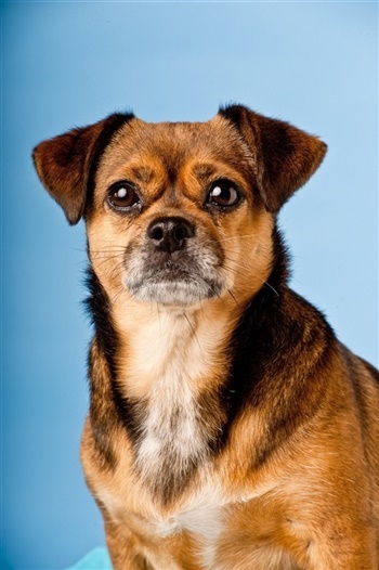 Nørremarkens Filippa