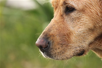 Knurrevanggaards Little Roman