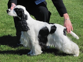 Rønbjergs Donna Fetti