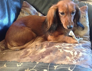 Gørklintgårds Sundance