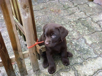 Lærkbjergs San Diego