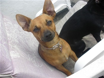 Meklenborgs Copyright