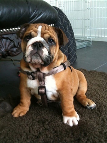 Porsborggaardens HotteLotte