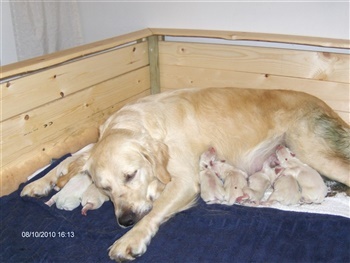 Serupgårds Sacre Coeur
