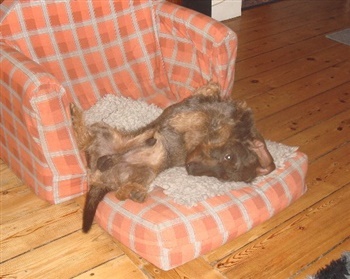 Fjællebroens Zarkovski