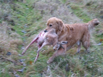 Petersborg's Quickheart