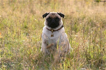 Porsborggårdens Zamba