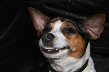 Lundebakkegård Zantina