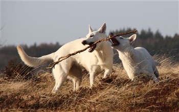 brydegaardens Happy Heart