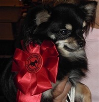 Angel af Pilevadgaard