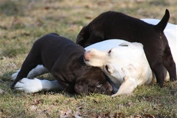 Grønmosegårds Lewall