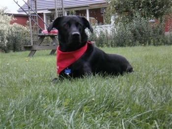 Engdarget´s Rafiné