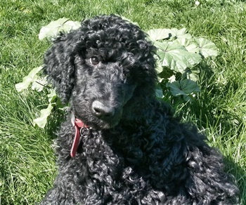 Perfect Baylia Basensa