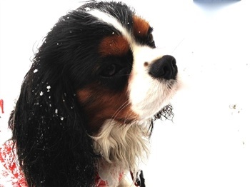 Stenhedegårds Dorién