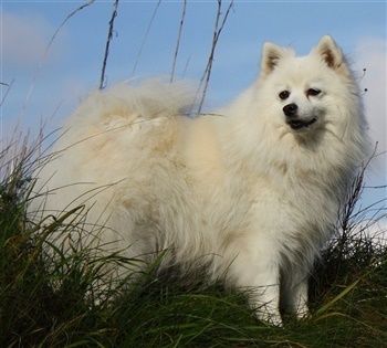 Vester Højvangs Wilson