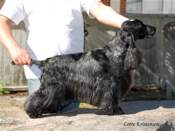 Cashmir of The Morning Sun