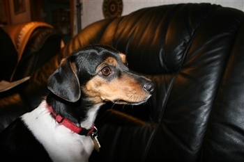 Lundebakkegårds Zaina