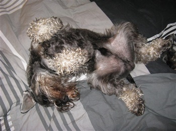 Stjernehåb´s Shakezpear