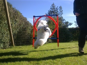 Pointsprings Le Fleur