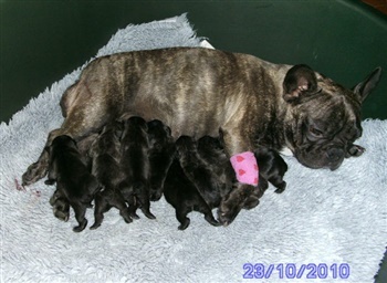 Graversgaards Cimaro