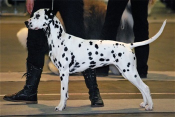 Danish Design Ruby Bell