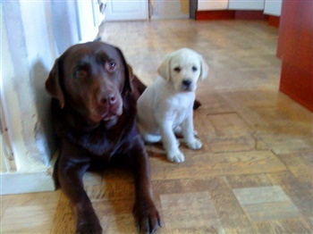 Skovgården's Carazon