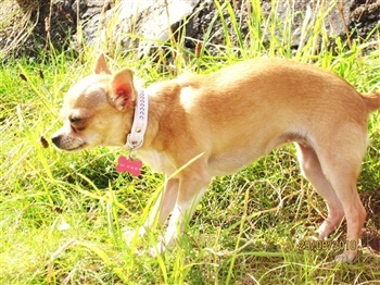 Teglvangs Columbine Jong