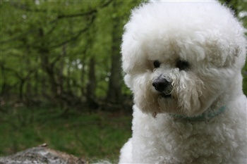 Roxi hattrick Horsebo