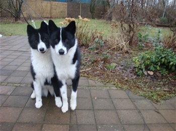 Drostgaard's Zarlina