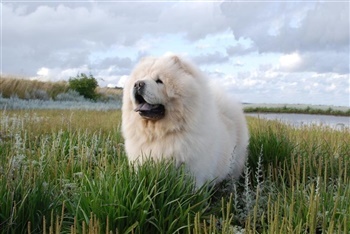 Bella af Pilevadgaard