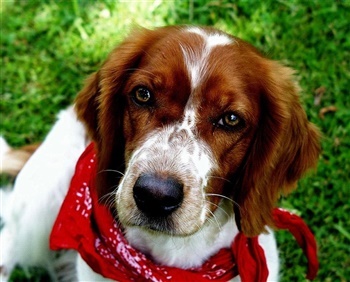 Bakkegaardens Perfect Prince