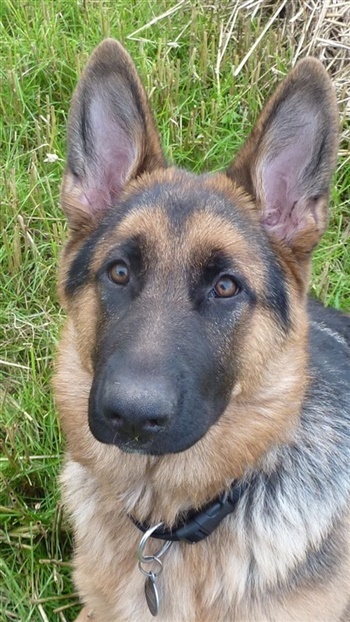 Thanehøjs Pearl Harbour