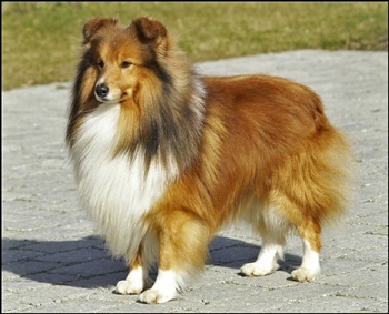 Nygaardens Don Ferrari