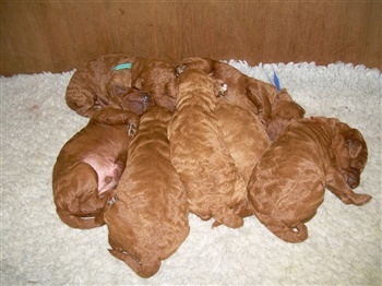 Graversgaards Coulthard