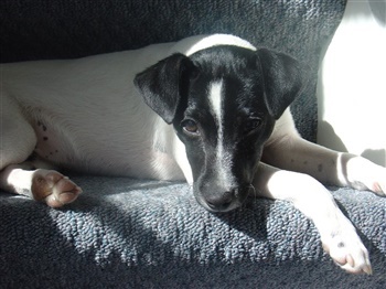 Overgaard's Weltluca