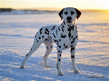 Braygaarden Golden Princess