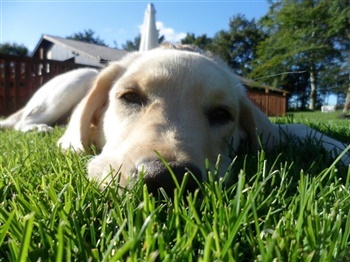 Engvanggårds Miss Belli`six