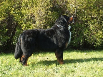 Teglvangs Catalina Jong