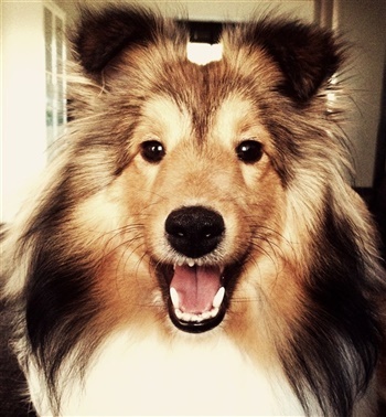 Lundebakken's Victoria