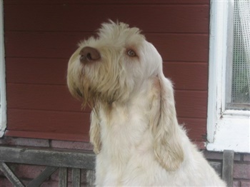 Gørklintgårds Shy Boy