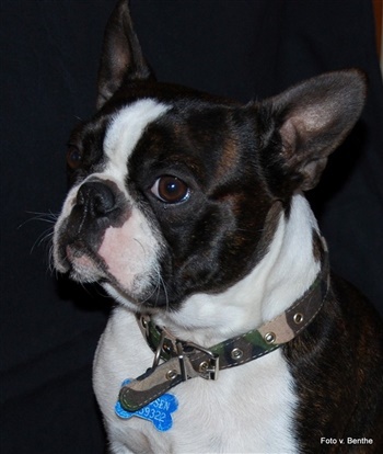 Pedersmindes Laudabella