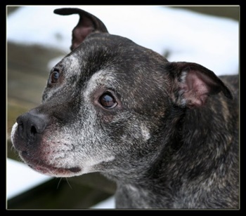 Vismarlunds Good As Gold