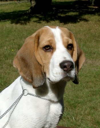 Stærebogårds Ajour