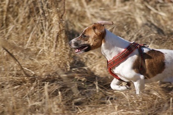 Fældgårdens Delaila