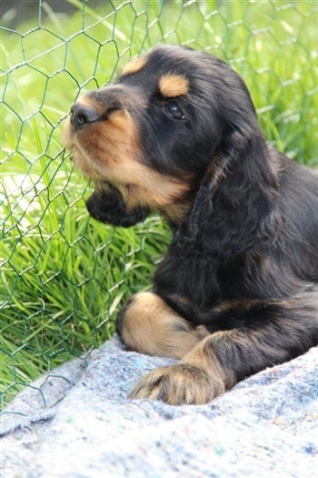 Kirkelodgaard's Chianti