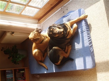 Graversgaards Christobal