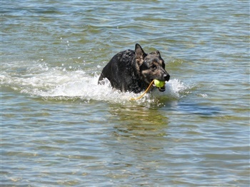 Aprils Moscana Frisk