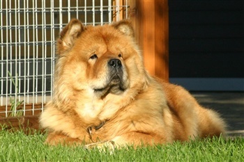 Kallemosegaards Elegance