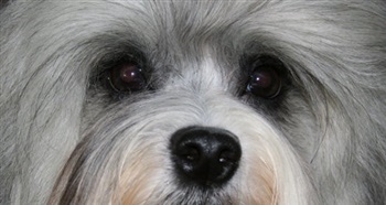 Lundebakken's Vanessa